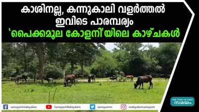 കാശിനല്ല, കാലി വളര്‍ത്തല്‍ ഇവിടെ പാരമ്പര്യം; പൈക്കമൂല കോളനിയിലെ കാഴ്ചകൾ