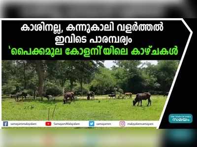 കാശിനല്ല, കാലി വളര്‍ത്തല്‍ ഇവിടെ പാരമ്പര്യം; പൈക്കമൂല കോളനിയിലെ കാഴ്ചകൾ