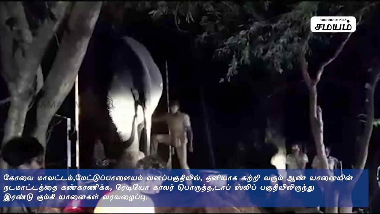 மேட்டுப்பாளையம் வனப்பகுதியில் சுற்றிவரும் ஆண்யானைக்கு ரேடியோ காலர் பொருத்த இரண்டு கும்கி யானைகள் வரவழைப்பு !