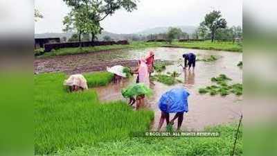 यंदाचा जून शेतकऱ्यांसाठी कोरडाच; नाशिकमध्ये सरासरी ३.४१ मिमि पाऊस