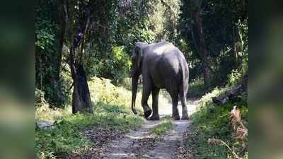 Jharkhand News: जामताड़ा में झुंड से बिछड़े जंगली हाथी ने फिर मचाया कोहराम, एक व्यक्ति को कुचल कर मार डाला