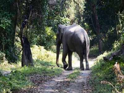 Jharkhand News: जामताड़ा में झुंड से बिछड़े जंगली हाथी ने फिर मचाया कोहराम, एक व्यक्ति को कुचल कर मार डाला