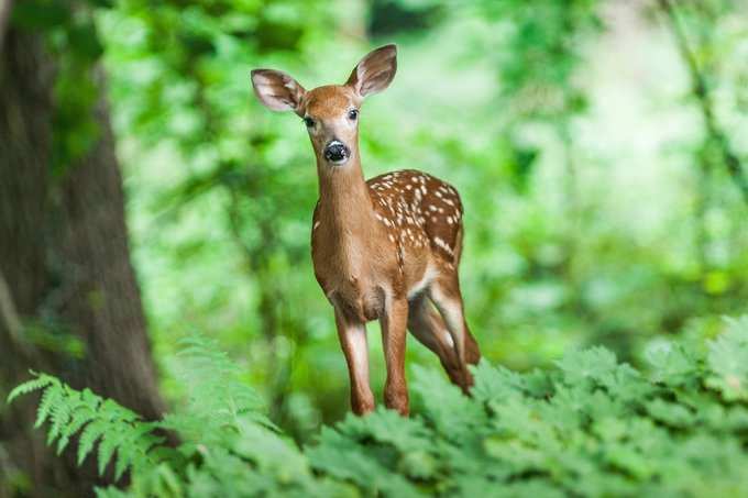 ​ಪ್ರಾಣಿಗಳಿಗೆ ಆಹಾರವನ್ನು ನೀಡಿ