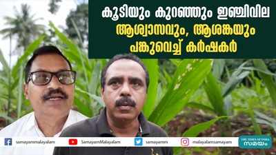 കൂടിയും കുറഞ്ഞും ഇഞ്ചിവില; ആശ്വാസവും, ആശങ്കയും പങ്കുവെച്ച് കര്‍ഷകര്‍