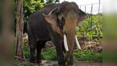 हाथी की मौत मामले में लापरवाही बरतने वाले अधिकारियों पर गिरी गाज, दो कर्मचारी निलंबित