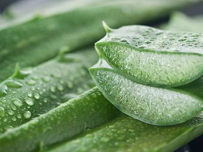 ​एलोवेरा (Aloe Vera)