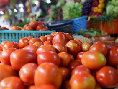 टोमॅटोची लाली उतरली; शेतकरी सापडले आर्थिक संकटात
