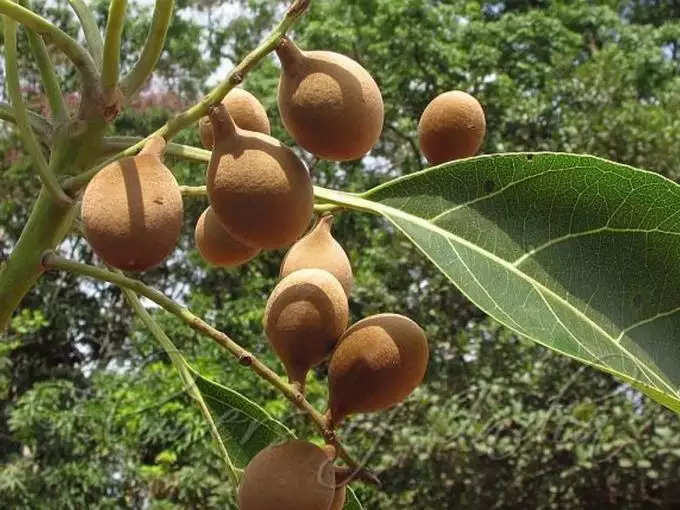 ​ಬಹೇದಾ ಬಳಕೆ ಮಾಡುವ ವಿಧಾನ