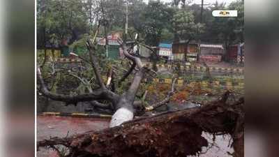 মুখ্যমন্ত্রীর নির্দেশে মিলল আমফানের গাছের হিসেব