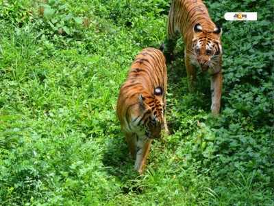 বাঘ-বন খুলতে নির্দেশ কেন্দ্রের