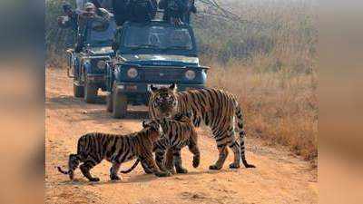 अडीच महिन्यांनंतर ताडोब्यात पर्यटन; केवळ इतक्या दिवसच घेता येणार लाभ