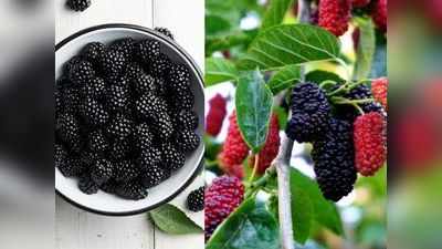 Mulberry Benefits: शहतूत के आगे फीके हैं सेब और अनार, आयुर्वेदिक डॉ. ने बताए इसके बड़े-बड़े गुण