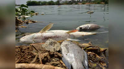 Guwahati News: गुवाहाटी के तालाब में मरी मिलीं सैकड़ों मछलियां, ऑक्सीजन की कमी से मौत की आशंका