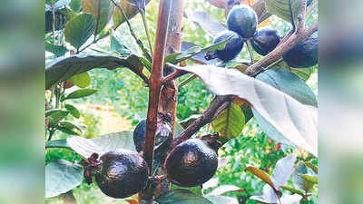 Bhagalpur News: बिहार कृषि विश्वविद्यालय में काले अमरूद का उत्पादन, कोरोना काल में बढ़ाएगा इम्यूनिटी