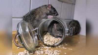बीएमसी ने छह महीने में डेढ़ लाख चूहे मारे, लैप्टो का प्रसार रोकने कीटनाशक विभाग की कार्रवाई