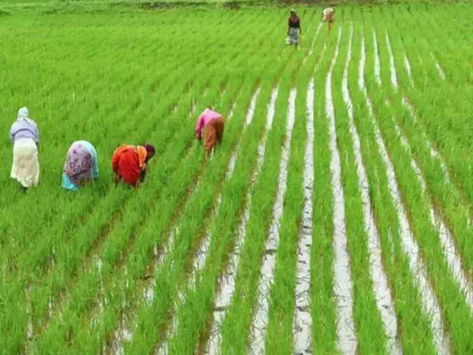 पिछले साल ही बंग्लादेश ने चावल पर घटाया है आयात शुल्क