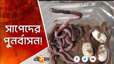 সাপেদের পুনর্বাসন!