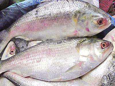 Hilsa Benefits: শুধু স্বাদে নয়, বিভিন্ন রোগের দাওয়াই ইলিশ! জানতেন?