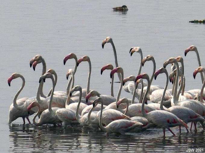 ओखला पक्षी अभयारण्य - Okhla Bird Sanctuary in Hindi