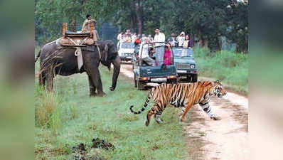 Corbett Tiger Reserve Open: साल भर के लिए खोला गया कॉर्बेट पार्क, पर्यटक कर सकेंगे सैर