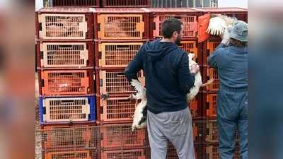 Unnao news: कोविड-19 का कहर मांस व्यवसाय पर, चीन समेत दूसरे देशों से ऑर्डर मिलने हुए कम