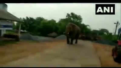 ओडिशा के मयूरभंज में अपने झुंड से बिछड़कर गांव में घूमने लगा हाथी