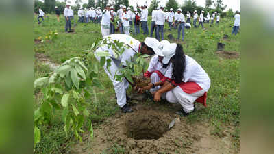 खुशखबरी! दिल्ली में लगाए गए 50-70 पर्सेंट पौधे रहे जिंदा