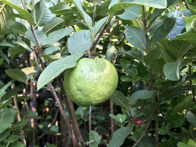 ಬೇಕಾಗುವ ಸಾಮಗ್ರಿಗಳು