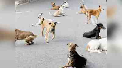 High Court Order on Stray Dogs : आवारा कुत्तों को भोजन का अधिकार, वे बेजुबान हैं हम नहीं.... दिल्ली हाई कोर्ट का अहम फैसला