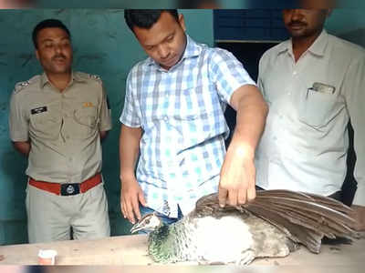 दुष्काळाने घेतला १३ मोरांचा जीव; वन्यजीवप्रेमींनी केली ही मागणी