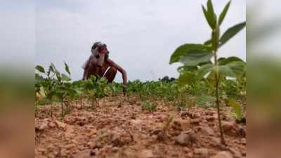 ಕೈ ಕೊಟ್ಟ ಮಳೆ, ಮುಂಗಾರು ಬಿತ್ತನೆಗೆ ತಡೆ; ಪೂರ್ವ ಮುಂಗಾರು ಇಳುವರಿ ಕಡಿಮೆಯಾಗುವ ಆತಂಕ!