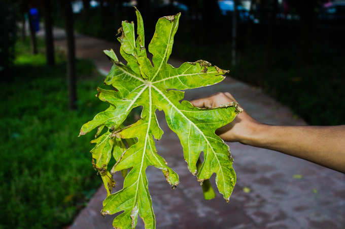 ಸಂಶೋಧಕರ ಪ್ರಕಾರ