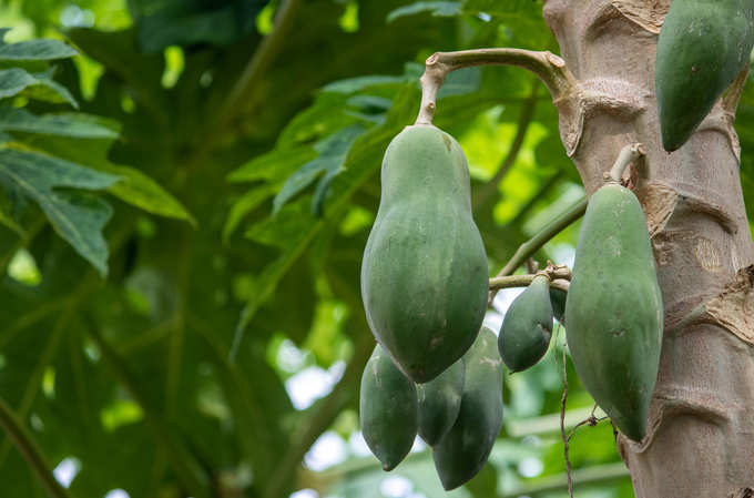 ಪರಂಗಿ ಎಲೆಗಳ ಬಳಕೆ ಹೇಗೆ?