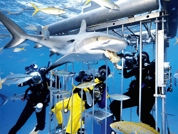 शार्क डाइविंग - Shark Diving in Hindi