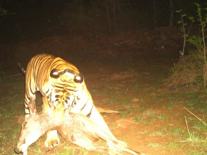 शिकार के साथ नर बाघ