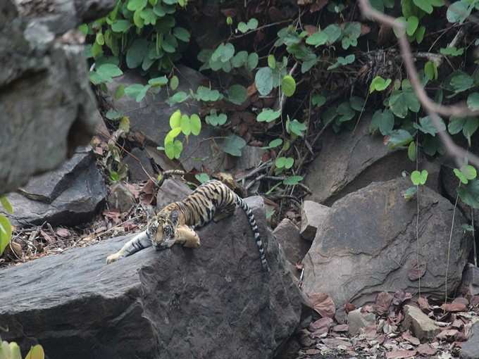 करीब 8 महीने के हैं शावक