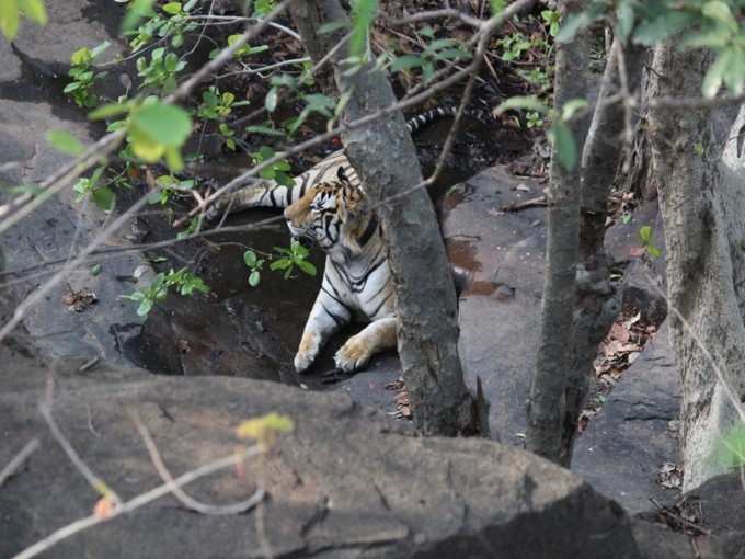 टाइगर रिजर्व प्रबंधन के लिए बड़ी चुनौती