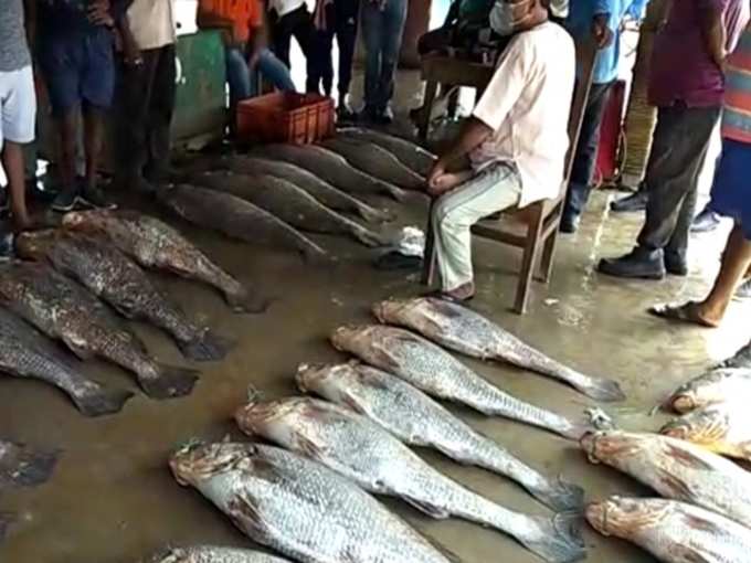 তেলিয়া ভোলা বিক্রি করে লাখপতি মৎস্যজীবী