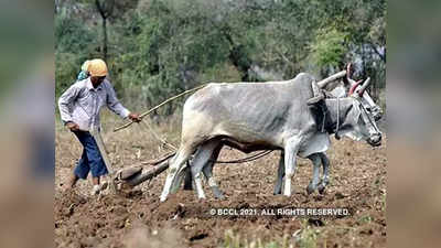 पावसानं दडी मारल्यामुळं जळगाव जिल्ह्यातील शेतकऱ्यांवर संकट