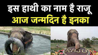 Mathura News: हाथी नहीं...राजू कहिए जनाब, आज इनका जन्मदिन है