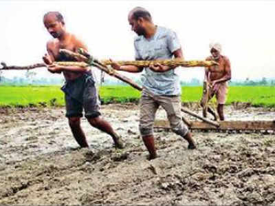 Telangana News: तेलंगाना से महामारी के दौर की दर्दनाक तस्वीर, खुद को बैलों की जगह लगाकर खेत जोतने को मजबूर दो ग्रैजुएट भाई