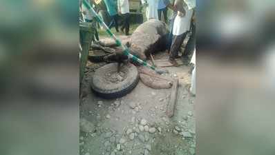 Saharanpur News: सहारनपुर में तेज रफ्तार कैंटर का कहर, एक के बाद एक झोटा-बुग्गियों में टक्कर मारते हुए खाई में पलटा