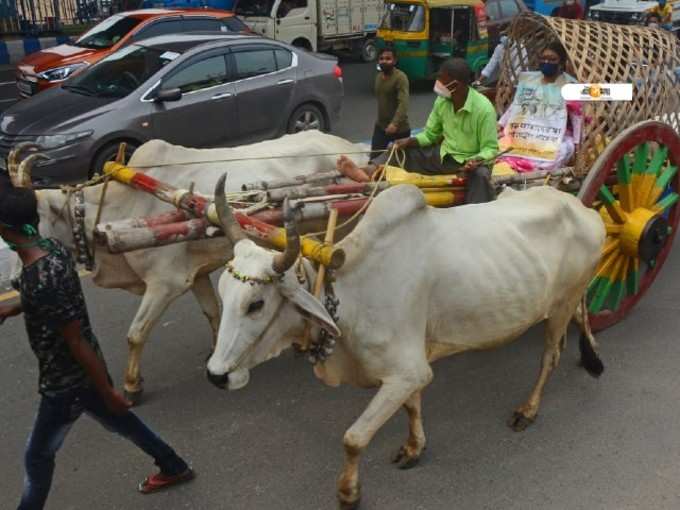 গোরুর গাড়ি নিয়ে বিক্ষোভ