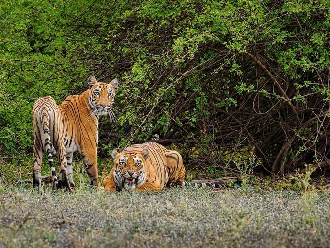 रणथंभौर, राजस्थान - Ranthambore, Rajasthan in Hindi