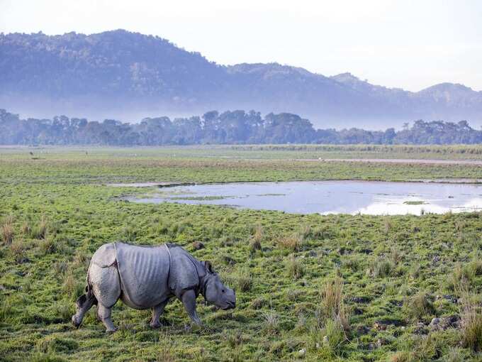 काजीरंगा नेशनल पार्क, असम - Kaziranga National Park, Assam in Hindi