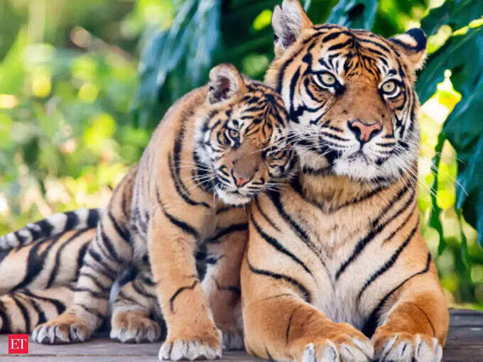 कान्हा नेशनल पार्क, मध्य प्रदेश - Kanha National Park, Madhya Pradesh in Hindi