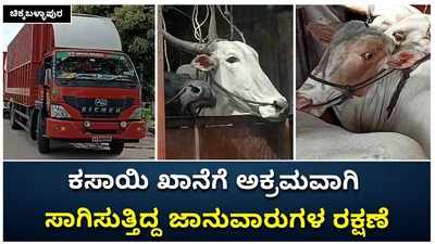 ಚಿಕ್ಕಬಳ್ಳಾಪುರ: ಕಸಾಯಿ ಖಾನೆಗೆ ಅಕ್ರಮವಾಗಿ ಸಾಗಿಸುತ್ತಿದ್ದ ಜಾನುವಾರುಗಳ ರಕ್ಷಣೆ