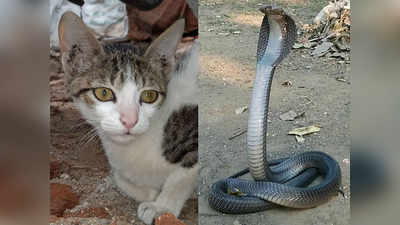 cat fights with cobra: थरारक! झोपलेल्या कुटुंबीयांच्या रक्षणासाठी पाळीव मांजरीची नागाशी झुंज