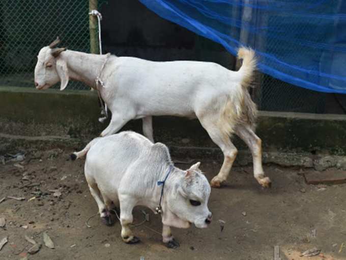 cow bangladesh 01