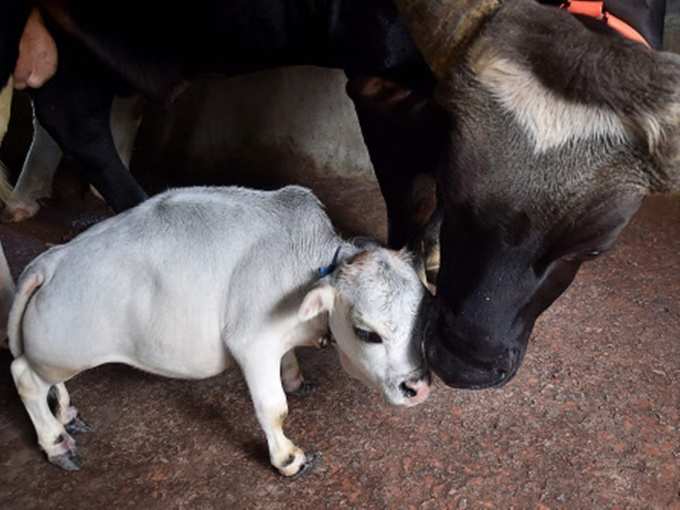 cow bangladesh 02